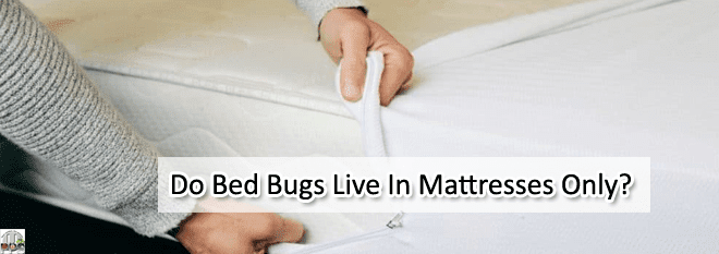 Do Bed Bugs Only Live In Beds? Where Do They Hide In?