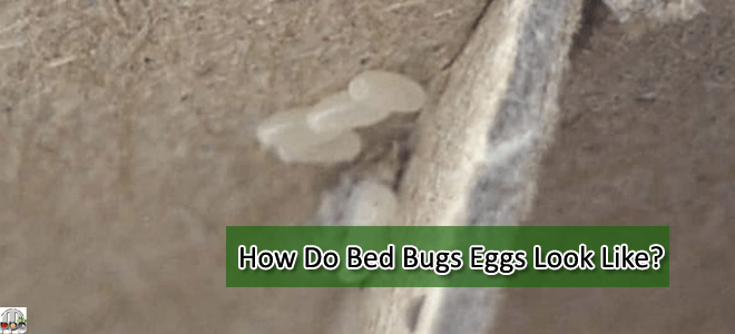 How Do Bed Bugs Eggs Look Like The Ultimate Identification Guide 9878