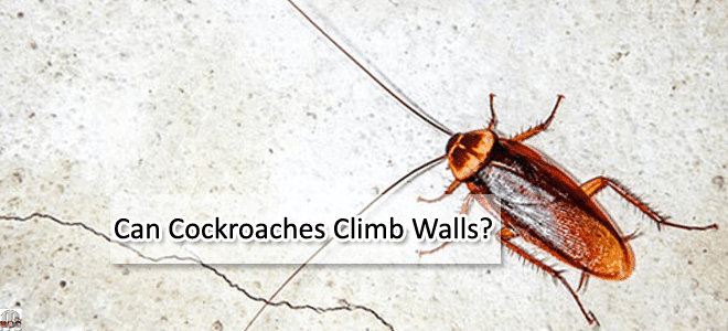 Cockroach Climb Can Cockroaches Climb Ceilings? – NFHQWP