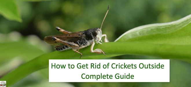 How to Get Rid of Crickets Outside - An Ultimate Step-by-Step Guide