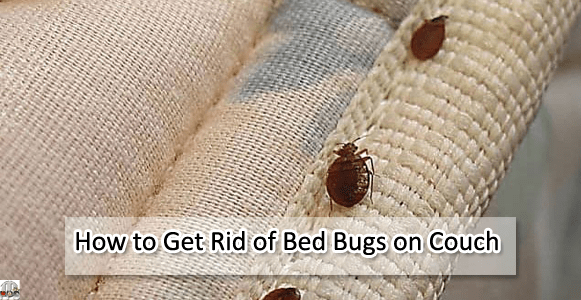 How To Get Rid Of Bed Bugs On Couch Quick And Easy Methods 1835